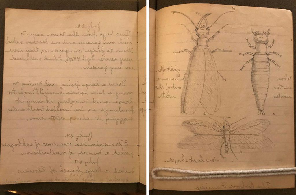 图为两页手写笔记本. 左边是一种昆虫在不同生命周期的三幅大草图. 右边是手写的、注明日期的日记.